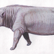 Anthracotherium magnum was an anthracothere from the Oligocene of Eurasia